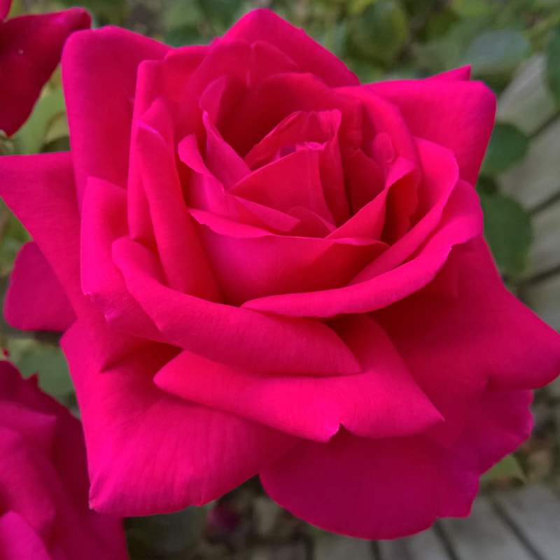 View our best selling rose breeds for sale.