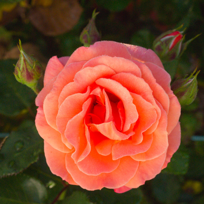 Online rose plants and bushes with delivery in New Zealand