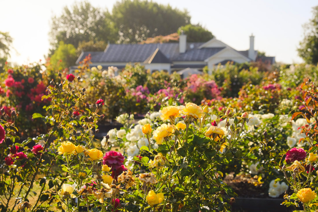 Amoré Roses - rose nursery offering online rose bush sales and wedding venue.