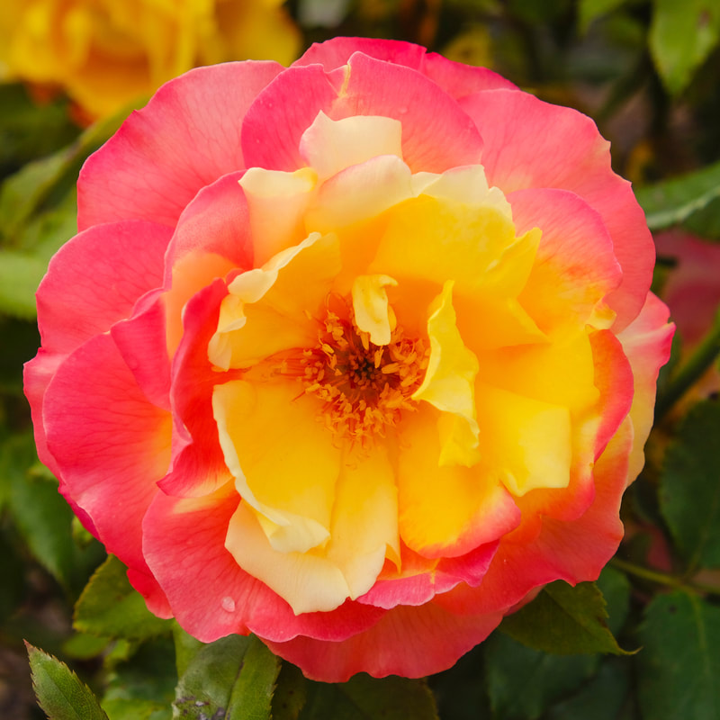 International rose breeds exclusive sales in New Zealand.