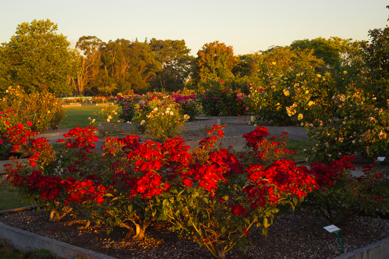 Book a guided tour of our international rose breed garden.