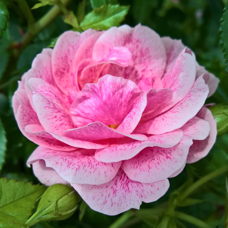 View our choice of climbing rose bushes for sale.