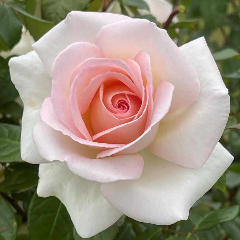 Shop our selection of fragrant rose breeds.