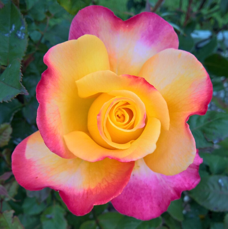Online rose plants and bushes with delivery in New Zealand