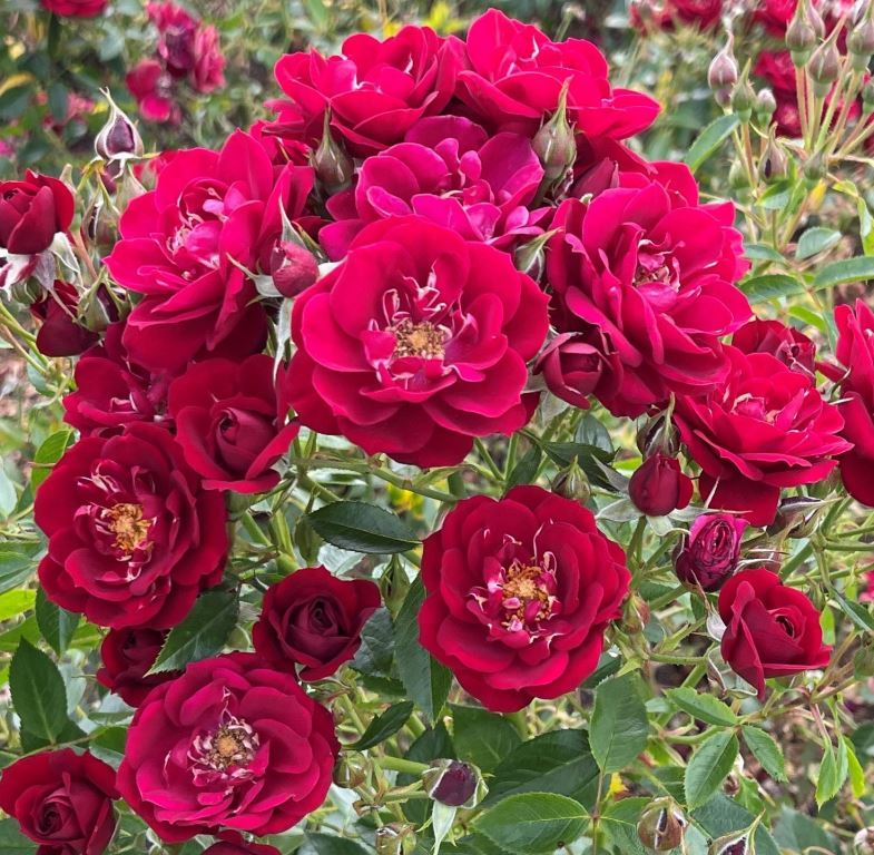 Shop and browse our selection of international award-winning rose breeds.