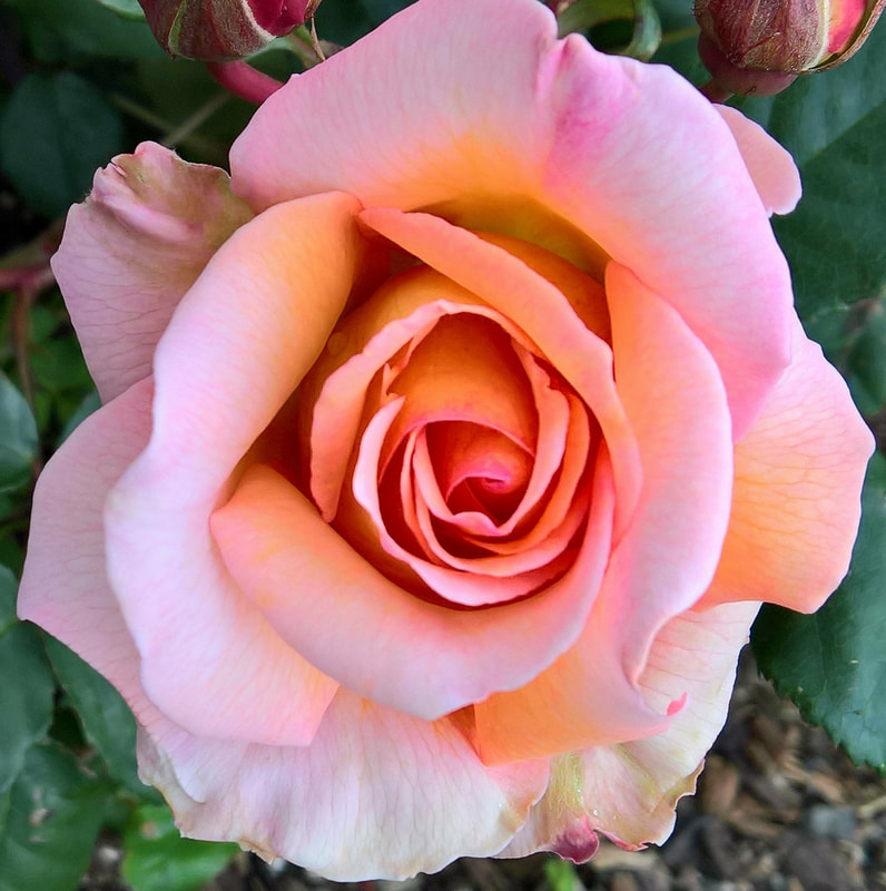 AMORE ROSES ® - Buy Rose Plants Online