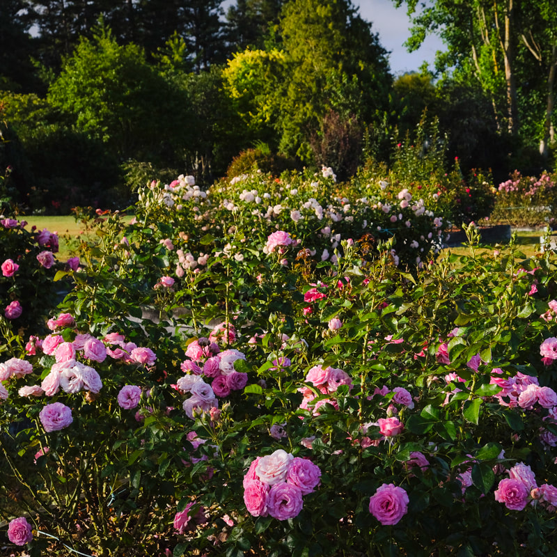 Guide tours of our Rose test gardens.