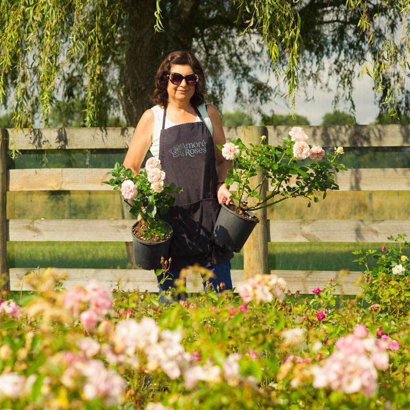 Amore Roses is a rose nursery based in the Waikato. We sell international breeds found nowhere else in NZ.
